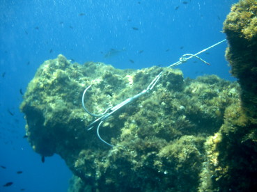 immersioni giannutri legambiente isola del giglio giglionews